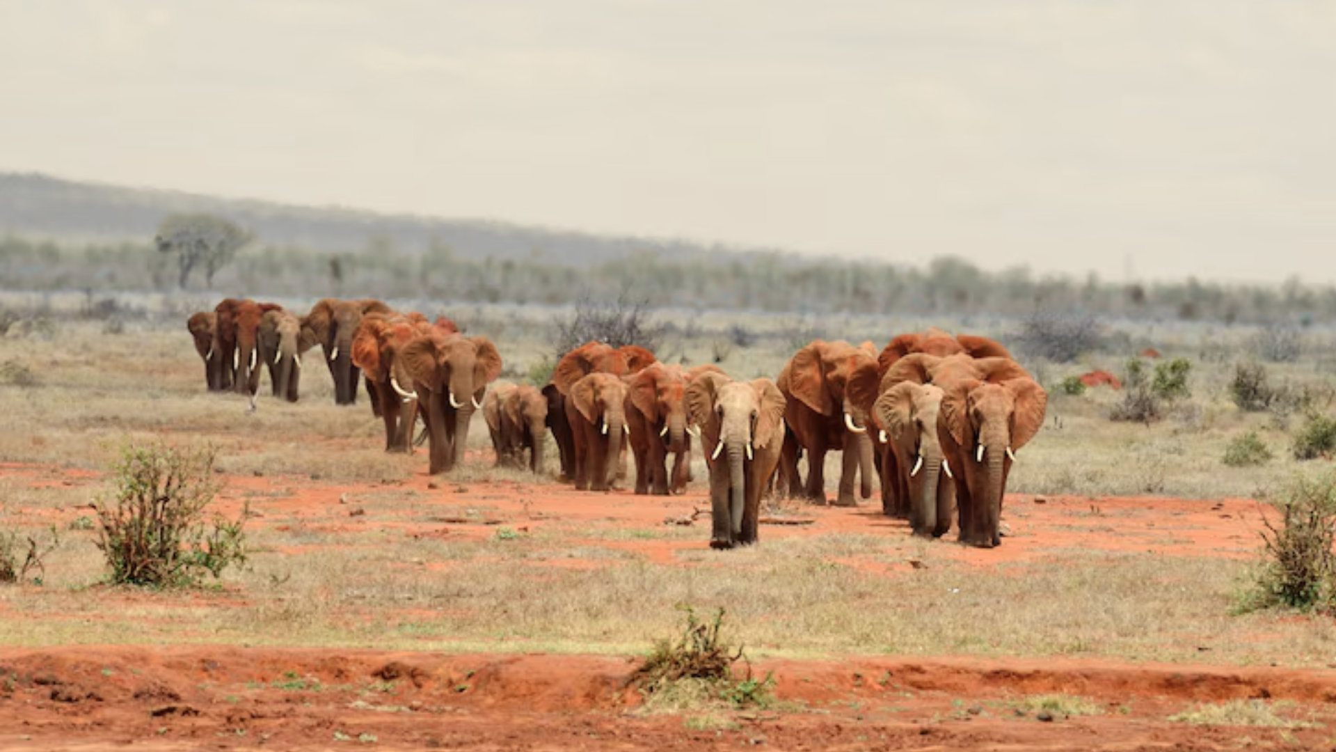 Addo Elephant National Park